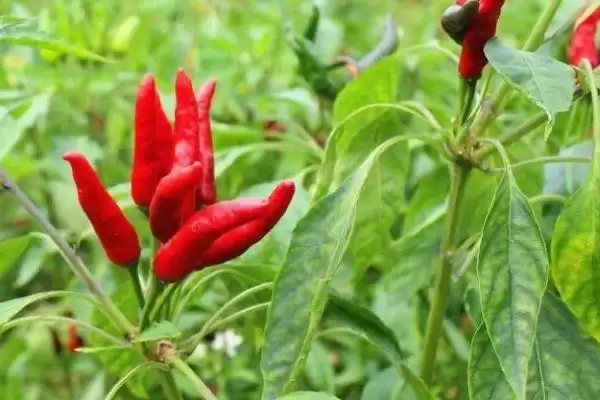 七星椒和朝天椒的区别剖析:品种和辣度不同的独特风味插图3 七星椒和朝天椒的区别剖析:品种和辣度不同的独特风味插图3