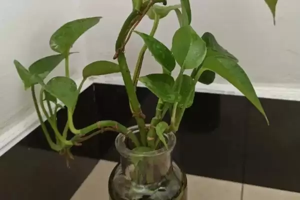 绿萝叶片发黑如何处理好 ,绿萝叶片发黑怎样应对插图2 绿萝叶片发黑如何处理好 ,绿萝叶片发黑怎样应对插图2