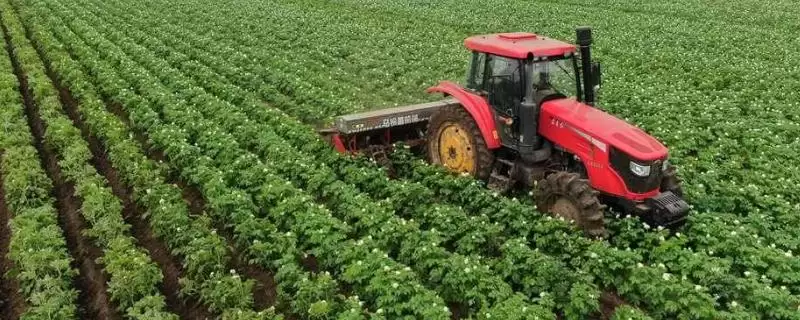 马铃薯的追肥时间是什么时候 ,马铃薯幼苗期需追什么肥-会东网