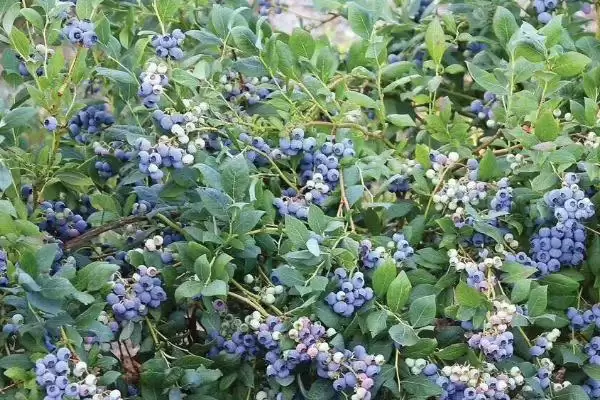 蓝莓的种植方法 ,蓝莓在什么条件下四季可定植?插图3 蓝莓的种植方法 ,蓝莓在什么条件下四季可定植?插图3