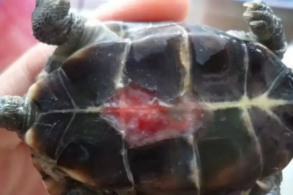 乌龟冬眠时皮肤变红的原因?探究乌龟冬眠皮肤变红原因要考虑哪些健康和环境因素?插图1 乌龟冬眠时皮肤变红的原因?探究乌龟冬眠皮肤变红原因要考虑哪些健康和环境因素?插图1