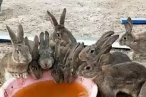 农村兔子养殖要点：注意养殖密度的科学管理插图3