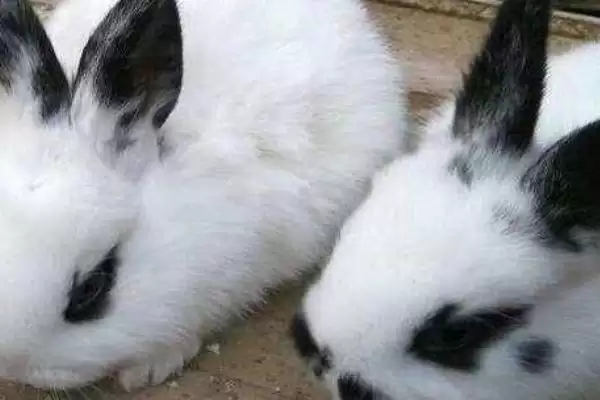 养殖熊猫兔的方法和重点？养殖熊猫兔要做好哪些细节？插图2