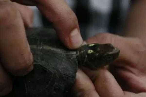 乌龟无水生存状况的要点和分析?分析乌龟无水生存需注意什么?插图5 乌龟无水生存状况的要点和分析?分析乌龟无水生存需注意什么?插图5