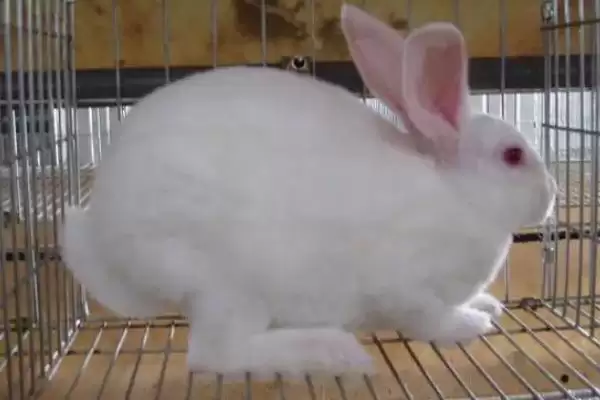 獭兔配种技术？掌握獭兔配种技术要了解哪些关键的繁殖要点和操作方法？插图3