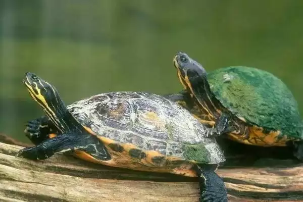 乌龟的适温?了解乌龟适宜温度要知晓哪些乌龟生理和生长习性要点?插图1 乌龟的适温?了解乌龟适宜温度要知晓哪些乌龟生理和生长习性要点?插图1