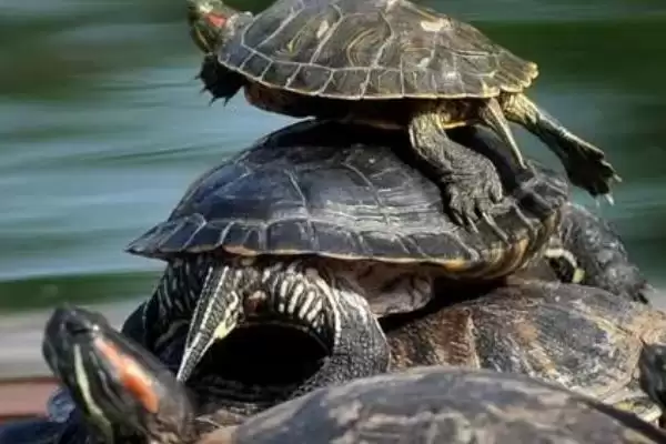 乌龟的正确饲养方法?饲养乌龟要掌握哪些涵盖饮食、环境和健康管理的要点?插图2 乌龟的正确饲养方法?饲养乌龟要掌握哪些涵盖饮食、环境和健康管理的要点?插图2