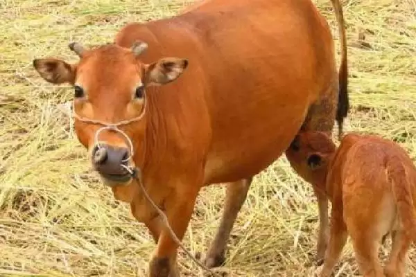 了解在牛身上打洞原因的方法和重点？了解在牛身上打洞原因要做好哪些细节？插图2