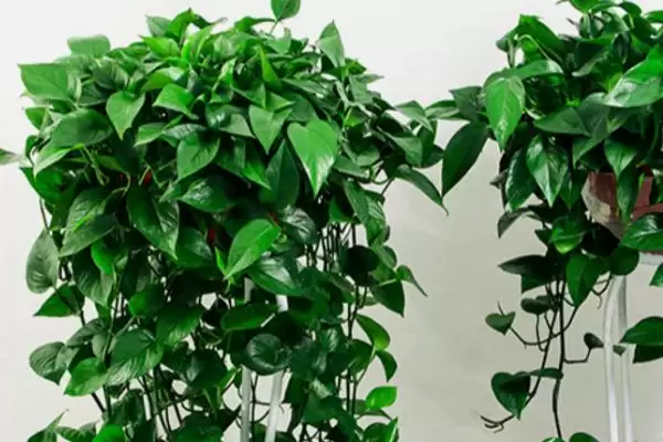 绿萝长高了怎么办比较好 ,绿萝长高怎么处理生长点插图1 绿萝长高了怎么办比较好 ,绿萝长高怎么处理生长点插图1