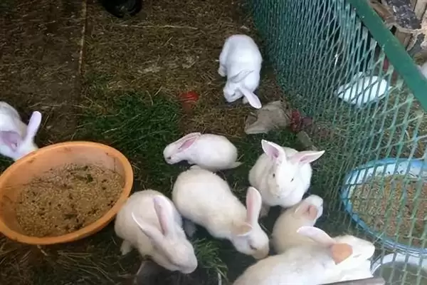 了解养兔所需条件的方法和重点?了解养兔所需条件要做好哪些细节?插图8 了解养兔所需条件的方法和重点?了解养兔所需条件要做好哪些细节?插图8