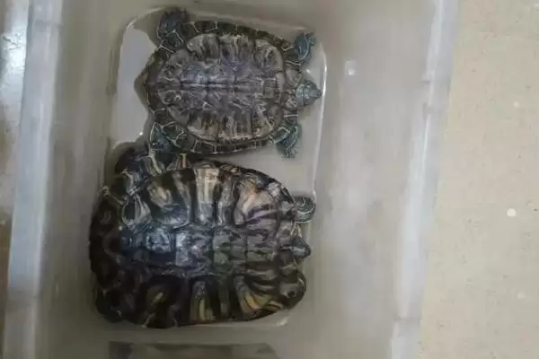 乌龟冬眠的注意事项？乌龟冬眠要遵循哪些重要的环境、温度和健康监测要点？插图1