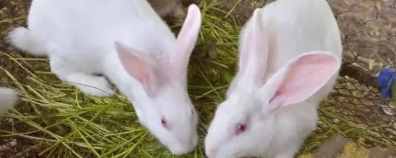 兔子密螺旋体病病因？探究兔子密螺旋体病病因要了解哪些疾病传播和感染要点？-会东网