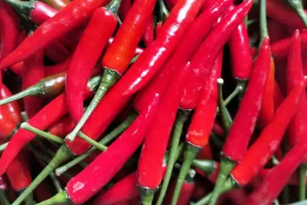 魔鬼辣椒的辣度具体是多少呢 ,魔鬼辣椒辣度超过 100 万 “史高维尔”插图3 魔鬼辣椒的辣度具体是多少呢 ,魔鬼辣椒辣度超过 100 万 “史高维尔”插图3