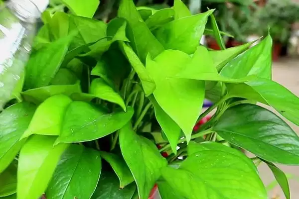 图片[4]-绿萝花盆中放木棒有什么作用 ,绿萝花盆中木棒起何作用-会东网
