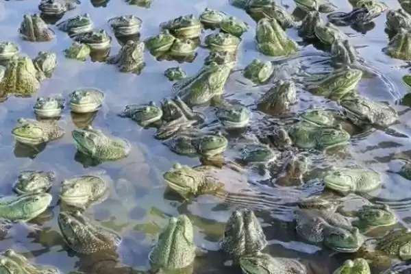 判断养殖牛蛙能否赚钱的方法和重点?判断养殖牛蛙能否赚钱要做好哪些细节?插图3 判断养殖牛蛙能否赚钱的方法和重点?判断养殖牛蛙能否赚钱要做好哪些细节?插图3