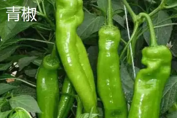 青椒和尖椒的区别对比:外观和口感的不同风味插图1 青椒和尖椒的区别对比:外观和口感的不同风味插图1