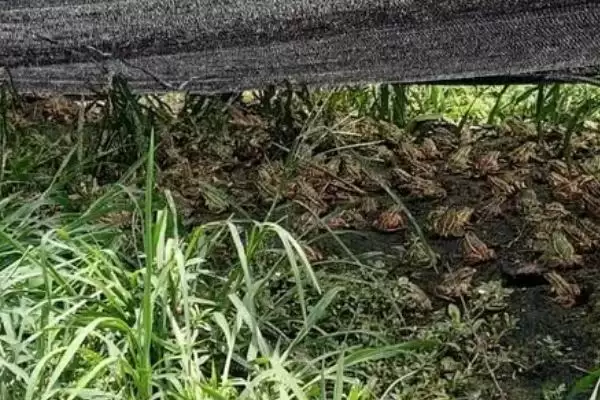 石蛙苗的价格及养殖技术?了解石蛙苗价格和养殖技术要注意什么?插图8 石蛙苗的价格及养殖技术?了解石蛙苗价格和养殖技术要注意什么?插图8