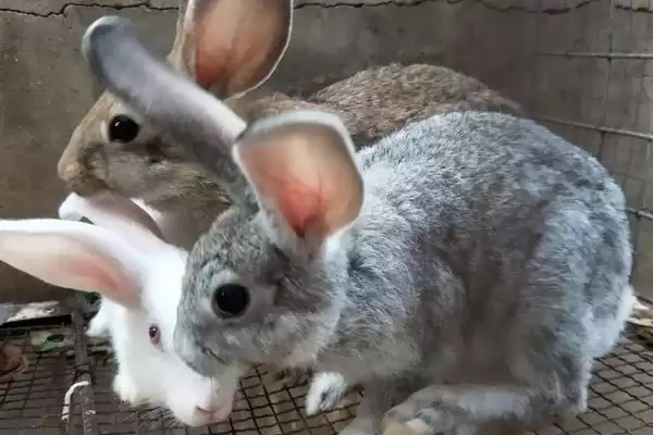 兔子身上的屎怎么清理?清理兔子身上粪便要掌握哪些正确的清洁方法和要点?插图1 兔子身上的屎怎么清理?清理兔子身上粪便要掌握哪些正确的清洁方法和要点?插图1