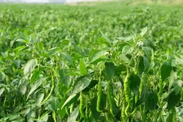 青椒施肥原则解读:施足基肥对青椒生长的重要性插图1 青椒施肥原则解读:施足基肥对青椒生长的重要性插图1