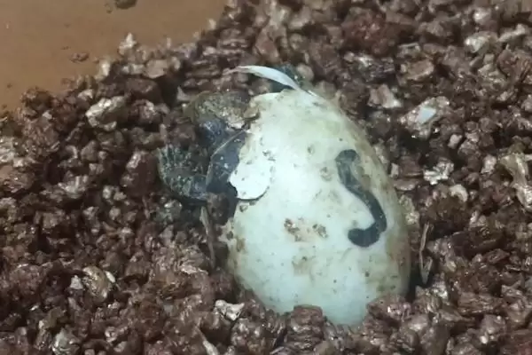 乌龟公母怎么区分？了解乌龟公母区分方法要掌握哪些关键的形态和生理特征要点？插图5