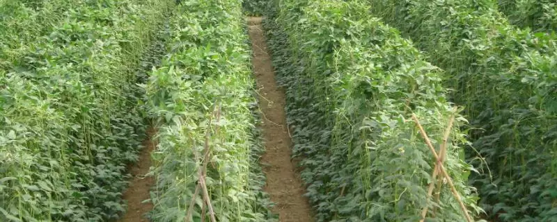 夏日蔬菜种植优选：豇豆、南瓜、丝瓜的清凉栽培法-会东网
