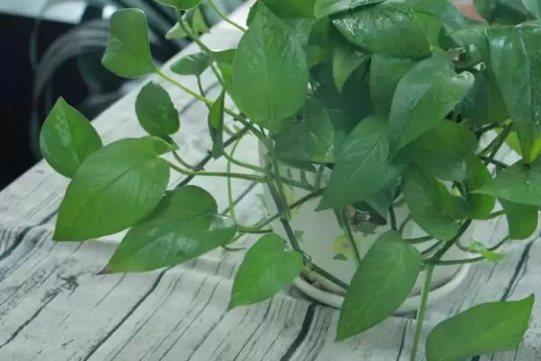 绿萝长高了怎么办比较好 ,绿萝长高怎么处理生长点插图2 绿萝长高了怎么办比较好 ,绿萝长高怎么处理生长点插图2