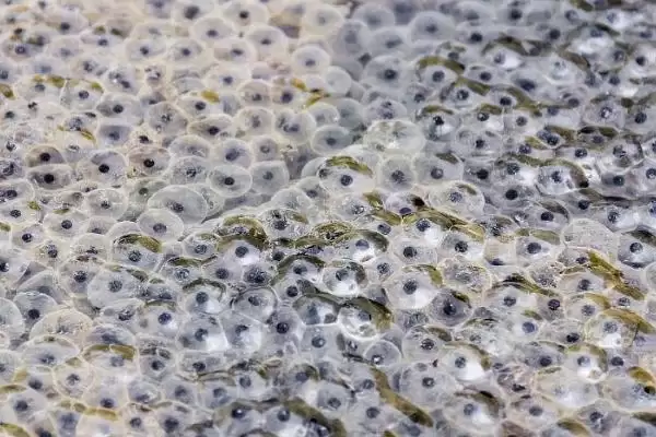 青蛙的卵裂方式解析:有丝分裂的过程及意义插图4 青蛙的卵裂方式解析:有丝分裂的过程及意义插图4