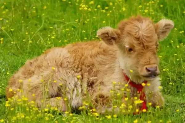 小牛犊高烧还喘的应对方法和要点?处理小牛犊病症需注意哪些关键措施?插图3 小牛犊高烧还喘的应对方法和要点?处理小牛犊病症需注意哪些关键措施?插图3