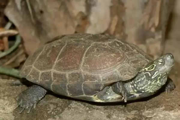 乌龟长时间不进食原因的要点和分析？分析乌龟不进食原因需关注什么？插图3