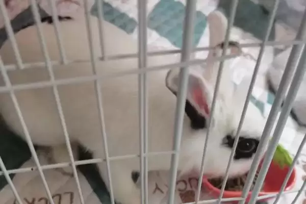 让兔子乖乖回笼的好办法?让兔子回笼要注意哪些要点?插图1 让兔子乖乖回笼的好办法?让兔子回笼要注意哪些要点?插图1