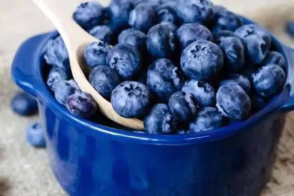 蓝莓的分类 ,蓝莓的南方和北方品种有何差异?插图2 蓝莓的分类 ,蓝莓的南方和北方品种有何差异?插图2