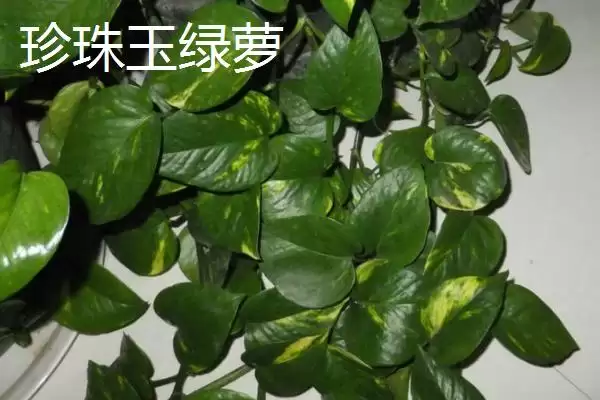 绿萝有哪些常见的品种 ,绿萝的品种有哪些可介绍插图4 绿萝有哪些常见的品种 ,绿萝的品种有哪些可介绍插图4