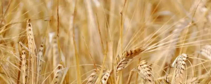 小麦播种后能否立即浇水的要点和判断?判断小麦播种后浇水时机需注意什么?-会东网