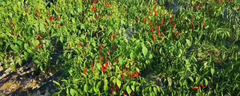 小米椒种植的方法和要点？种植小米椒要掌握哪些关键技术步骤？-会东网