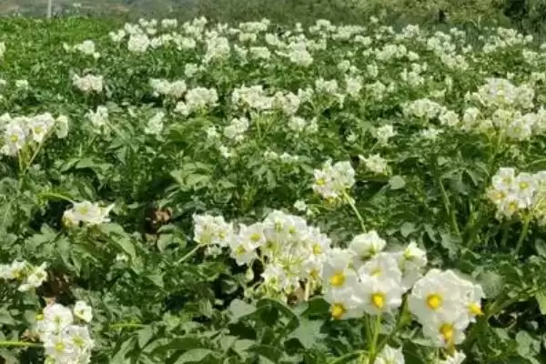 土豆只长秧不结薯怎么办?解决土豆只长秧不结薯问题要采取哪些有效措施?插图2 土豆只长秧不结薯怎么办?解决土豆只长秧不结薯问题要采取哪些有效措施?插图2