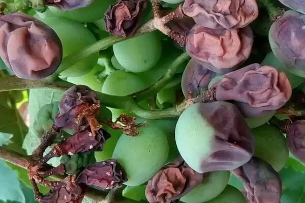 蓝莓僵果病的危害症状 ,蓝莓僵果病对花有什么危害?插图1 蓝莓僵果病的危害症状 ,蓝莓僵果病对花有什么危害?插图1