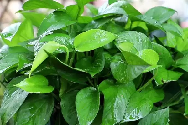 什么是绿萝?认识绿萝要了解哪些关键的植物形态和养护要点?插图1 什么是绿萝?认识绿萝要了解哪些关键的植物形态和养护要点?插图1