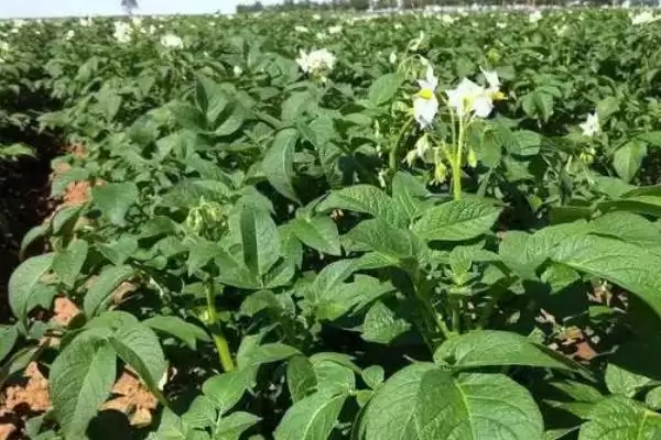 土豆只长秧不结薯怎么办?解决土豆只长秧不结薯问题要采取哪些有效措施?插图3 土豆只长秧不结薯怎么办?解决土豆只长秧不结薯问题要采取哪些有效措施?插图3