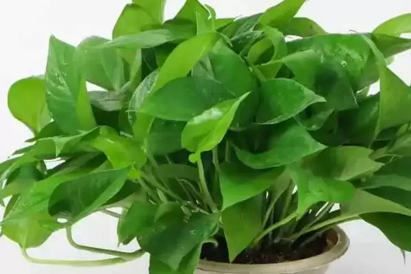 绿萝能不能去除甲醛 ,绿萝除甲醛的效果怎么样插图1