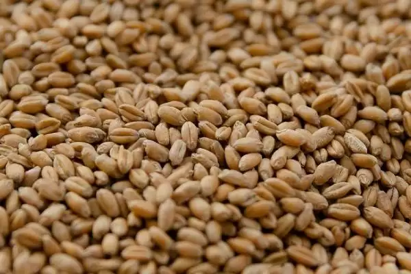 小麦一亩用种量的要点和判断?确定小麦一亩用种量需注意什么?插图3 小麦一亩用种量的要点和判断?确定小麦一亩用种量需注意什么?插图3