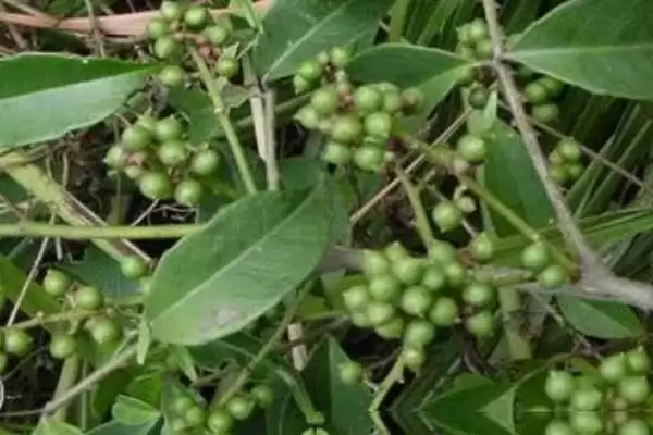 认识岩椒这种植物的方法和重点？认识岩椒这种植物要做好哪些细节？插图3