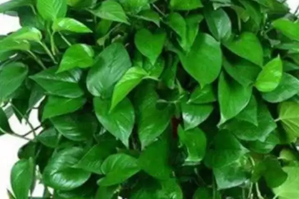 让绿萝旺盛生长的方法?养护绿萝促旺盛生长要掌握哪些光照、水分和施肥要点?插图2 让绿萝旺盛生长的方法?养护绿萝促旺盛生长要掌握哪些光照、水分和施肥要点?插图2