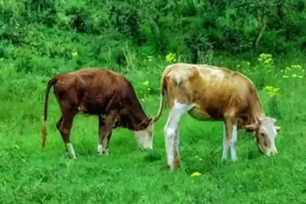 计算养一头牛一年纯利润的方法和重点？计算养一头牛一年纯利润要做好哪些细节？插图1