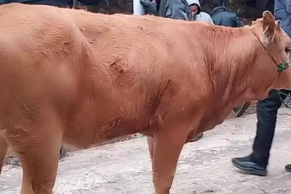 买牛常见的骗局有哪些 ,买牛需警惕哪 4 种常见骗局插图2