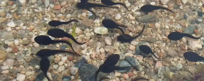 饲养蝌蚪的原则？饲养蝌蚪要遵循哪些科学的饲养原则和管理要点？-会东网