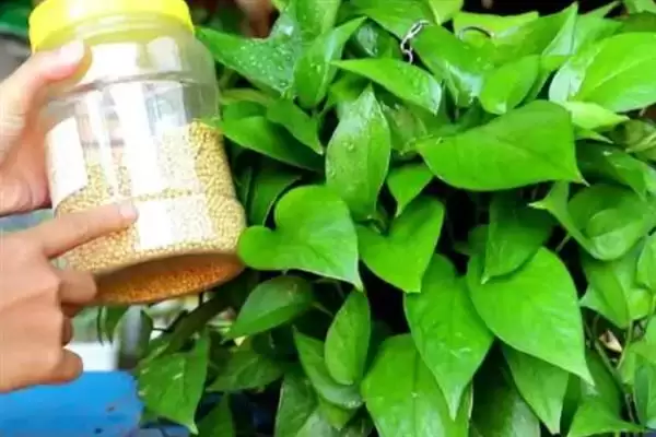 防止绿萝被冻死的方法和重点？防止绿萝被冻死要做好哪些细节？插图4