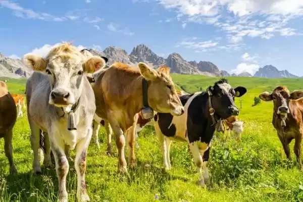 了解一头牛价格的方法和重点?了解一头牛价格要做好哪些细节?插图2 了解一头牛价格的方法和重点?了解一头牛价格要做好哪些细节?插图2