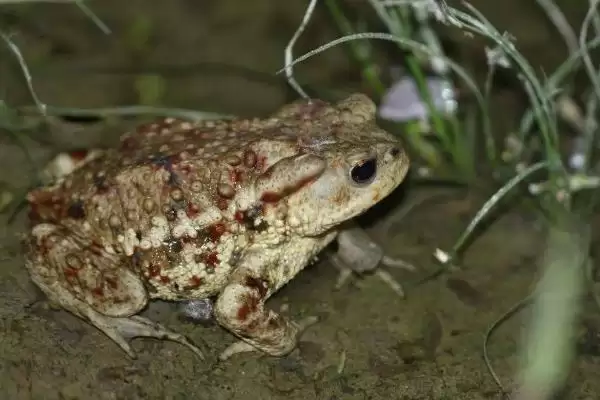 角蛙的饲养方法 ,饲养角蛙需要注意哪些方面插图1
