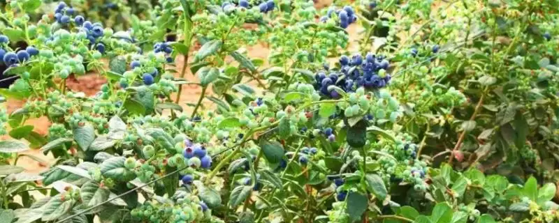 蓝莓价格昂贵的原因 ,蓝莓价格贵是因进口品种多吗?-会东网