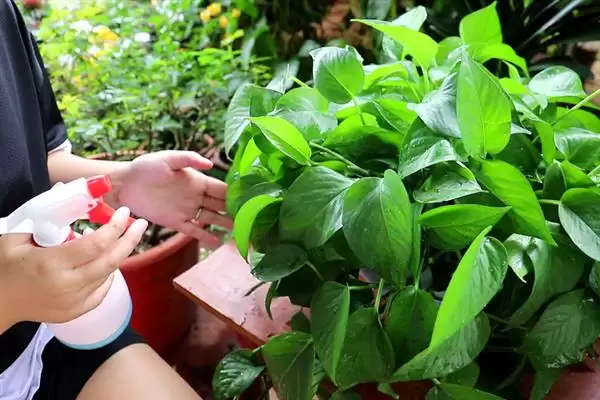 防止绿萝被冻死的方法和重点？防止绿萝被冻死要做好哪些细节？插图1